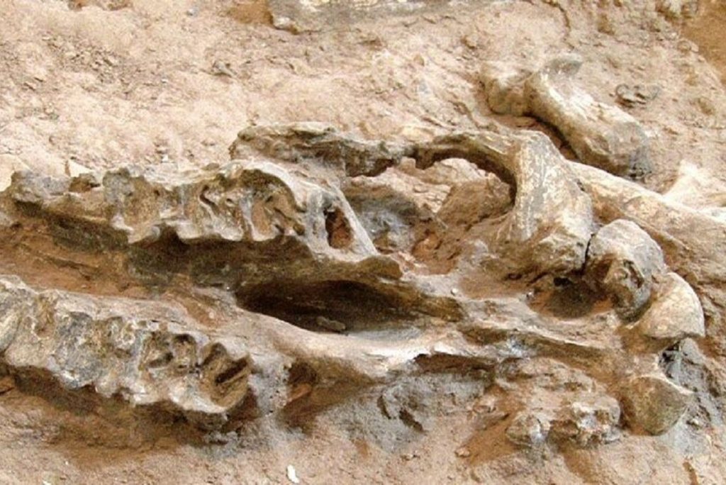 کشف ۳۰۰ قطعه فسیل و کانی در مناطق مختلف ژئو پارک ارس
