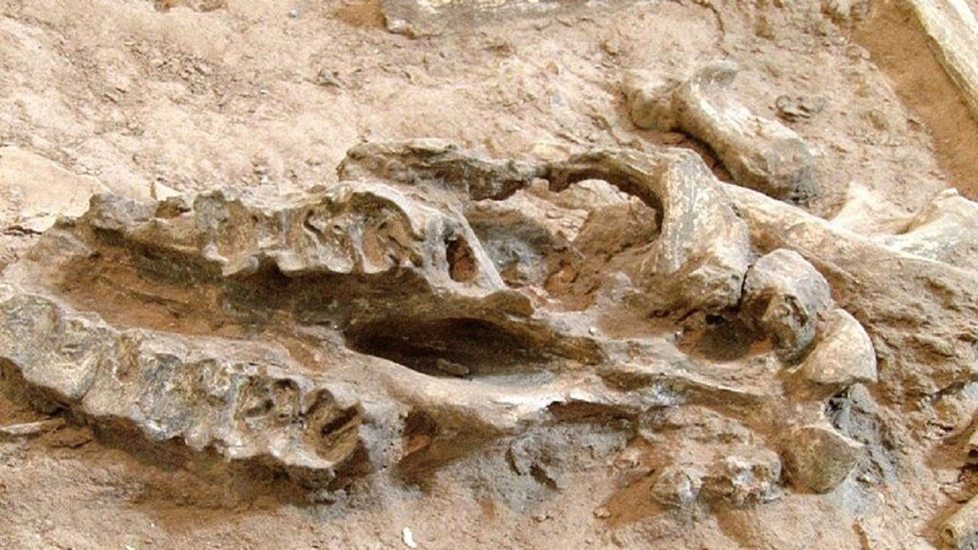 کشف ۳۰۰ قطعه فسیل و کانی در مناطق مختلف ژئو پارک ارس