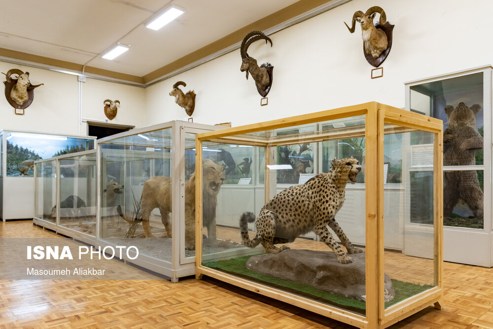 موزه جانورشناسی دانشگاه تهران