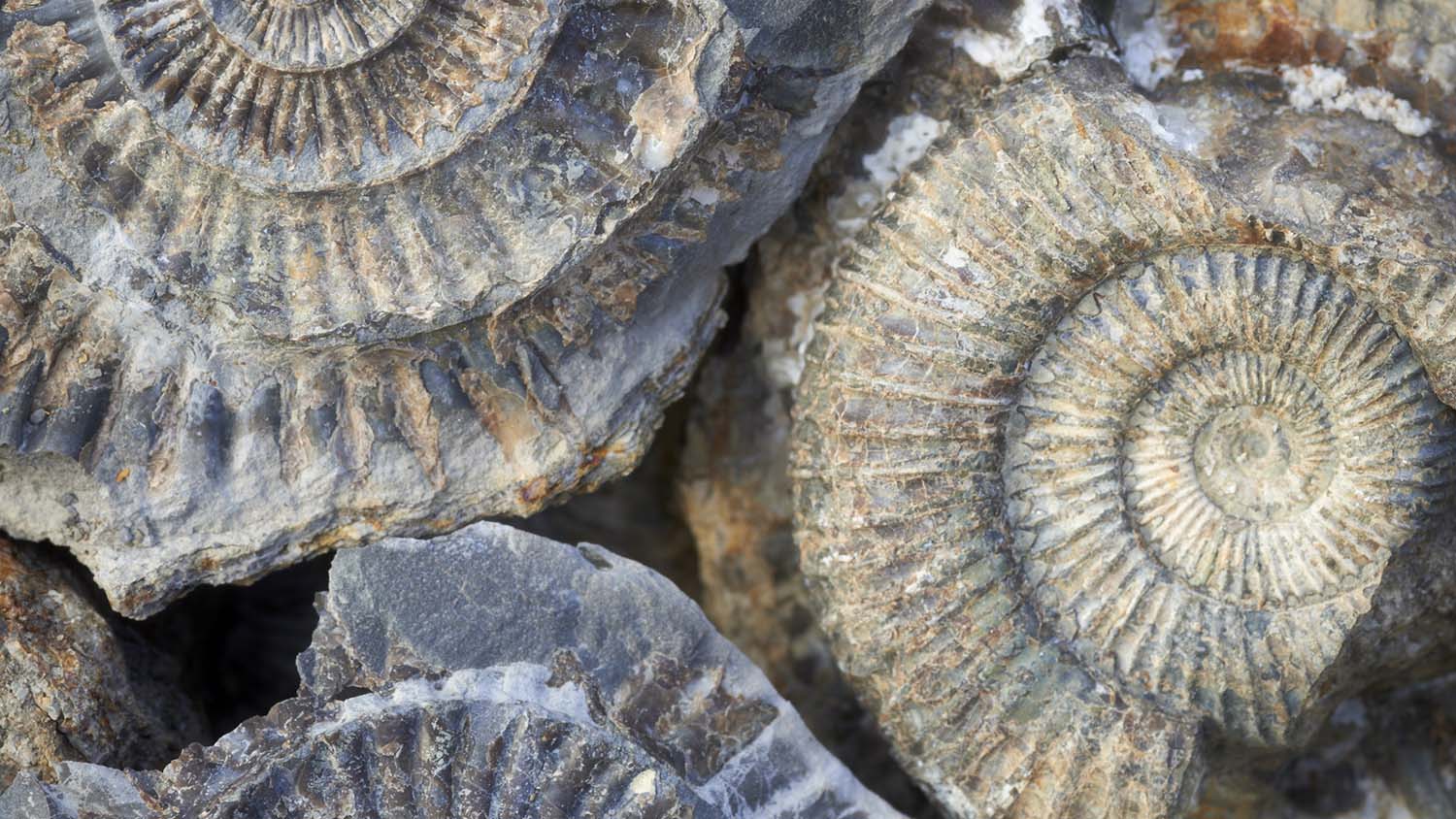 کشف فسیل های هفت میلیون ساله و مربوط به دوره پارینه سنگی در لرستان