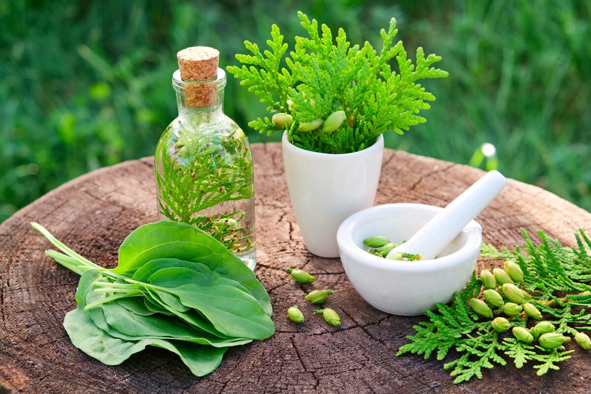 Lorestan la capitale des plantes médicinales d’Iran